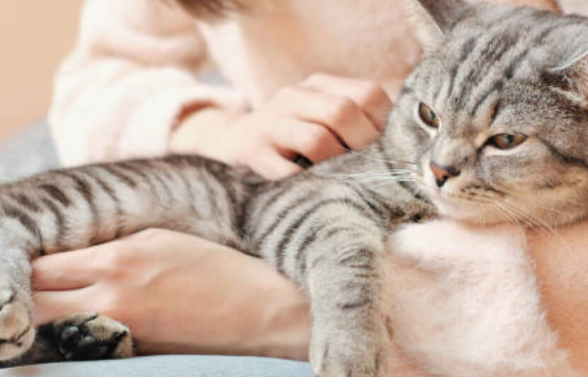 Ласковая, расслабленная кошка, на руках у владельца